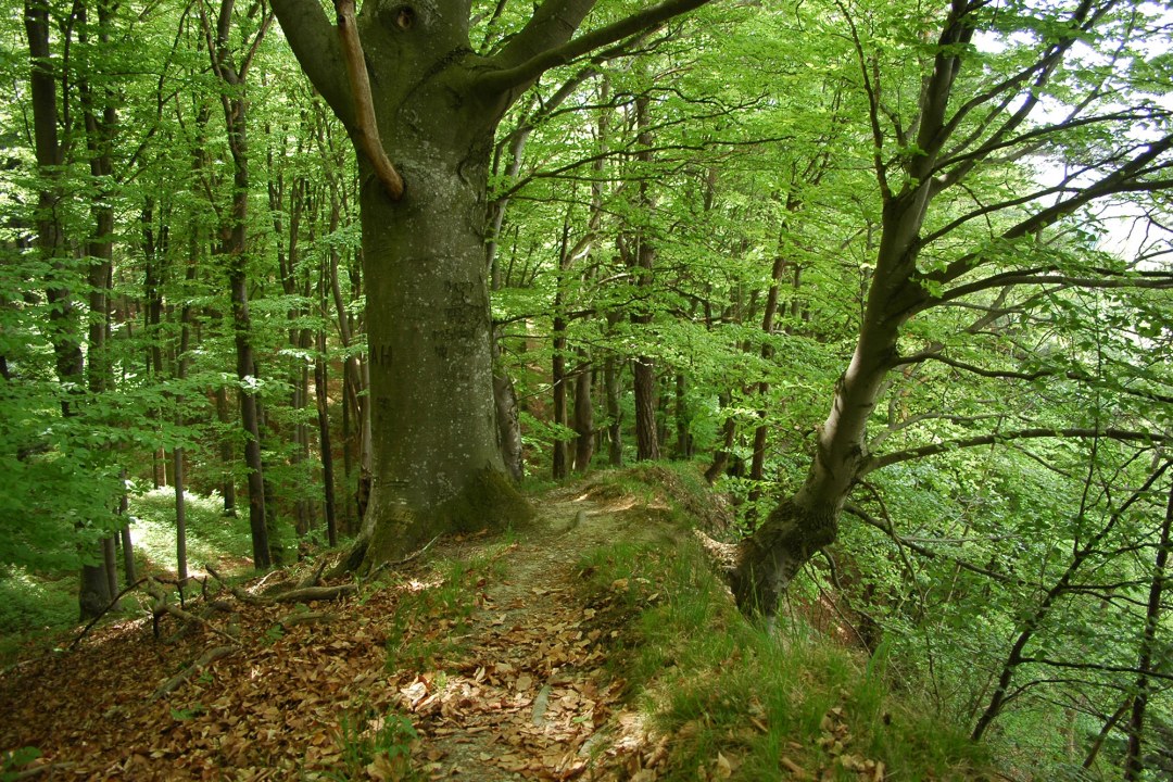 LBV-Schutzgebiet Wälder der Isarleite bei Niederaichbach | © Eva Schubert