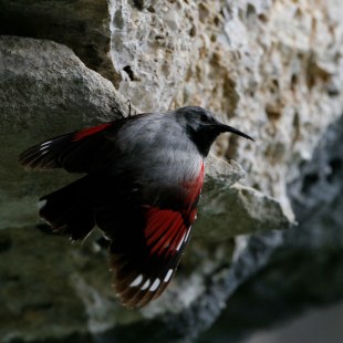 Rückseite eines Mauerläufers mit halb ausgebreiteten Flügeln an einem Fels | © Hans-Joachim Fünfstück