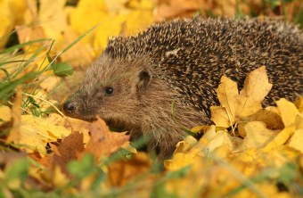 Igel im Herbstlaub | © Zdenek Tunka