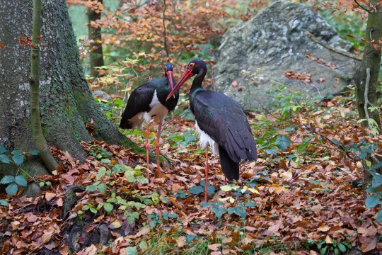 Ein Schwarzstorchpaar steht sich im Wald gegenüber, es scheint Herbst zu sein | © Marcus Bosch