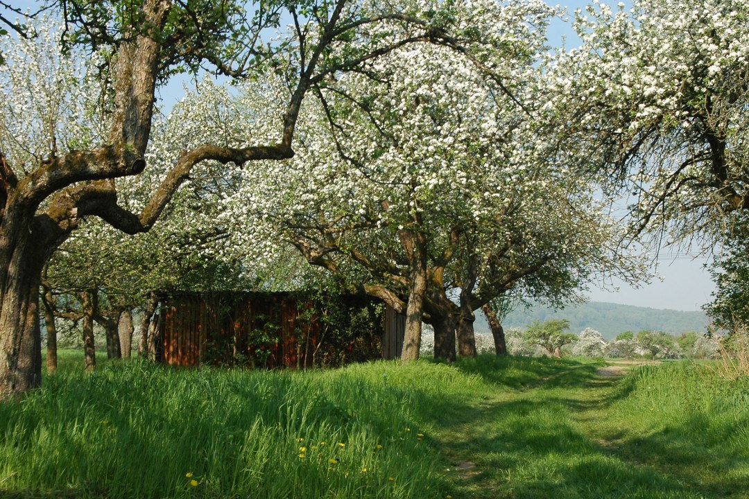 Eine Streuobstwiese, auf der ein Schuppen umgeben von blühenden Obstbäumen steht. | © Thomas Staab