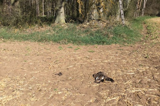 Toter Mäusebussard auf Acker mit vergiftetem Köder | © W. Hoerlbacher
