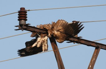Toter Seeadler auf Strommast | © Zdenek Tunka