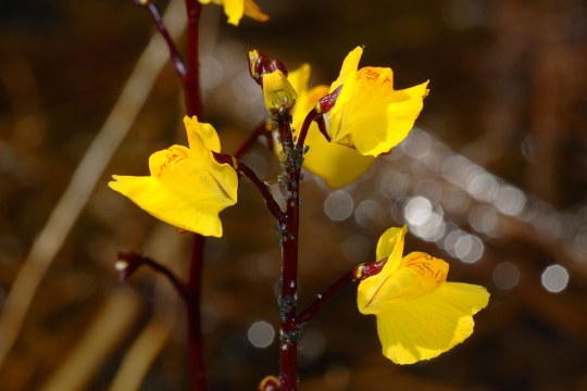 Wasserschlauch mit gelben Blüten | © Andreas Hartl