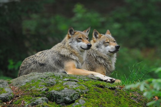 Zwei Wölfe liegen nebeneinander auf einem moosbewachsenen Stein | © Manfred Waldhier