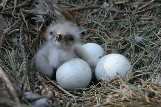 Mäusebussard-Jungvogel im Nest, daneben drei weitere Eier | © Zdenek Tunka