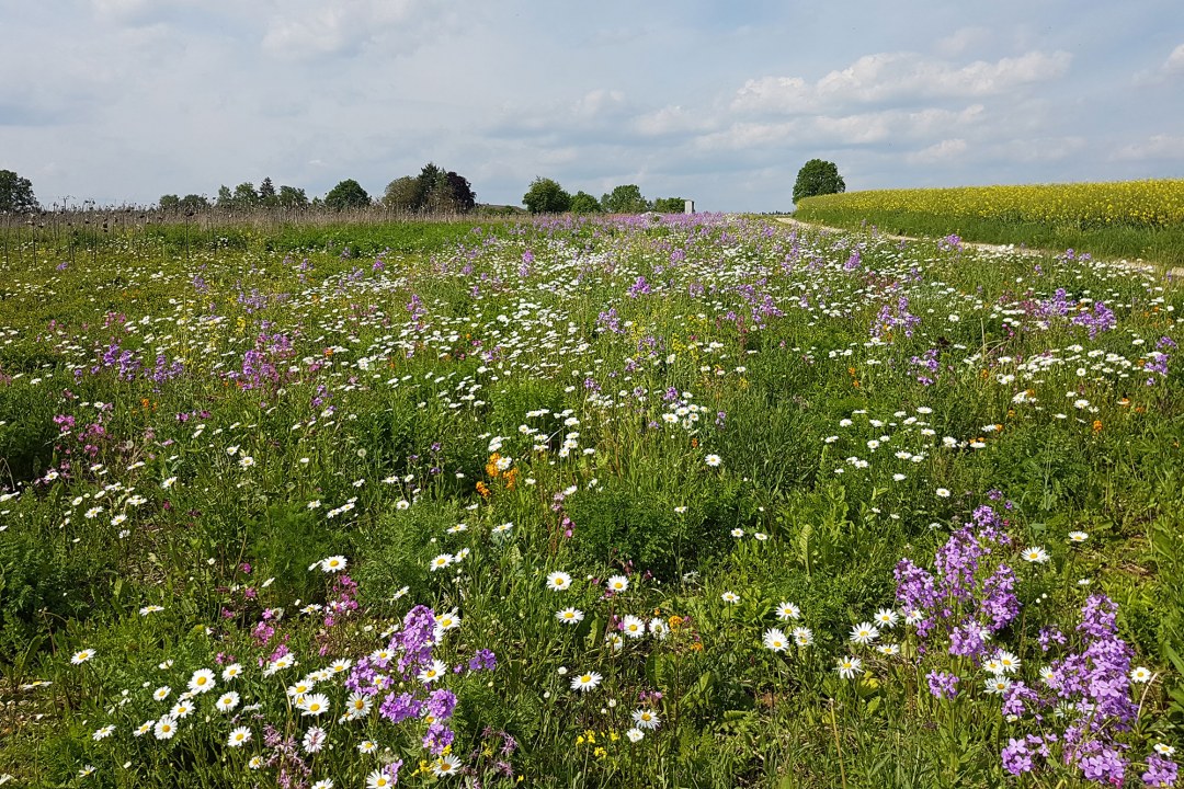Bunte Blumenwiese im Ackerland ist, man sieht rechts einen Feldweg, auf der anderen Seite genutztes Ackerland | © Werner Kuhn