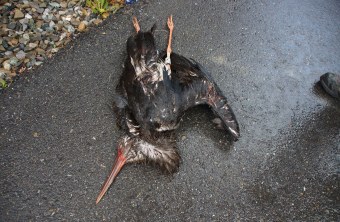 Ein toter Schwarzstorch liegt auf einem asphaltiertem Weg, der nass aussieht. Man erkennt einen Ring an seinem rechten Bein | © Privat