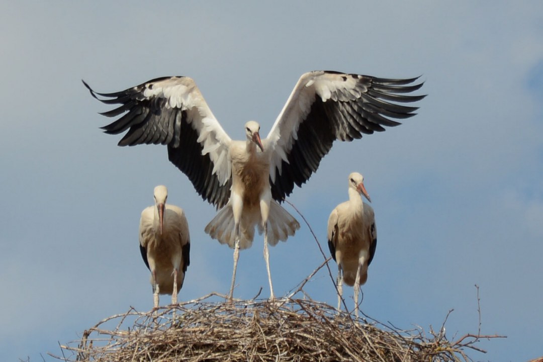 Drei junge Weißstörche stehen im Nest, der mittlere mit ausgebreiteten Flügeln | © H. Seefried