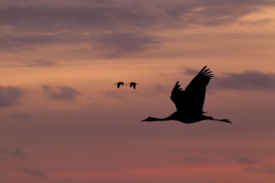 Kraniche im Flug bei Sonnenuntergang | © Rosl Roessner