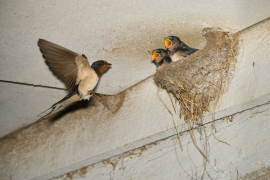 Erwachsene Rauchschwalbe sitzt vor dem Nest mit zwei Jungvögeln darin | © Dr. Olaf Broders