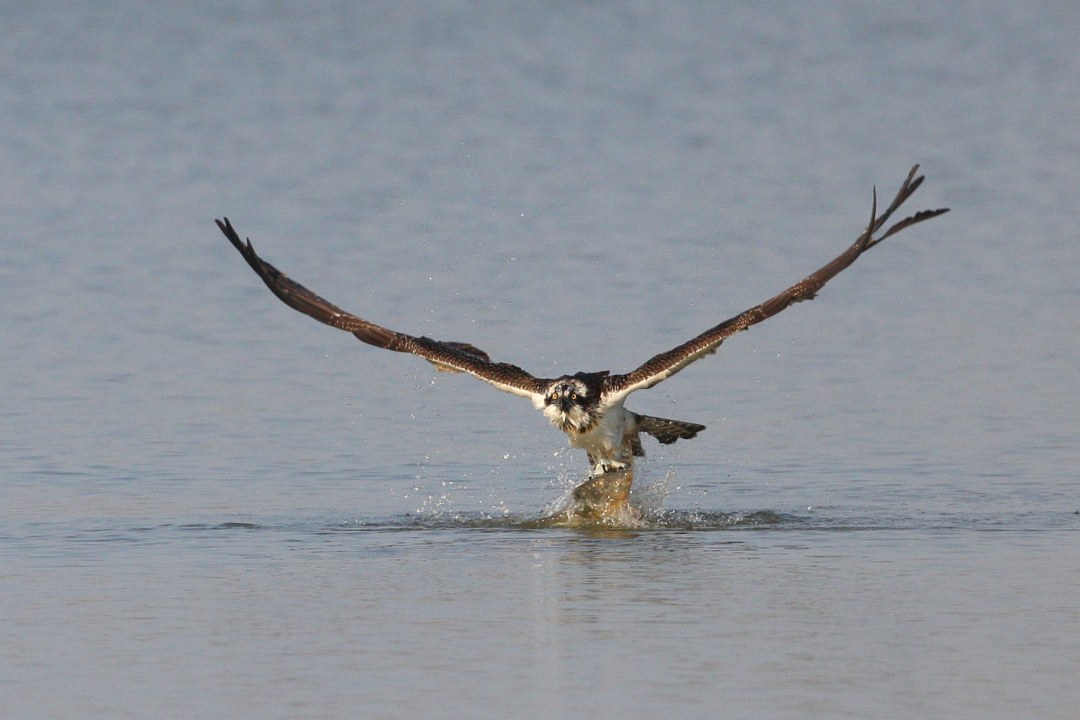 Fischadler der gerade einen Fisch im See erbeutet | © Zdenek Tunka