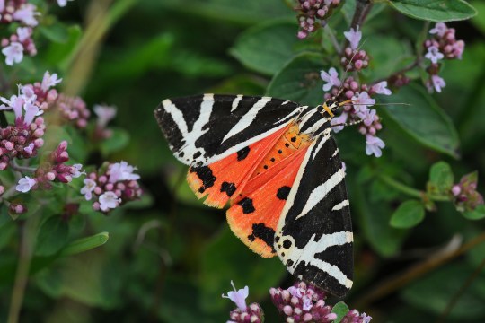 Schmetterling auf einer Blüte | ©Dr Eberhard Pfeuffer