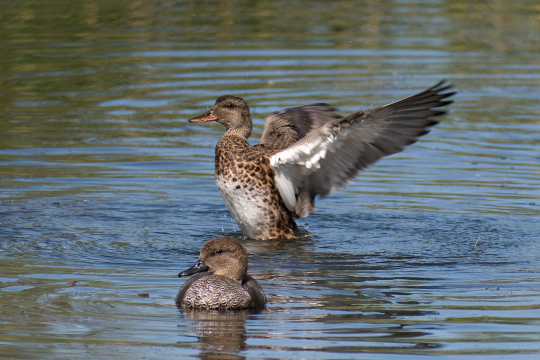 Schnatterenten-Paar auf dem Wasser, Weibchen hat die Flügel ausgebreitet | © Oliver Wittig