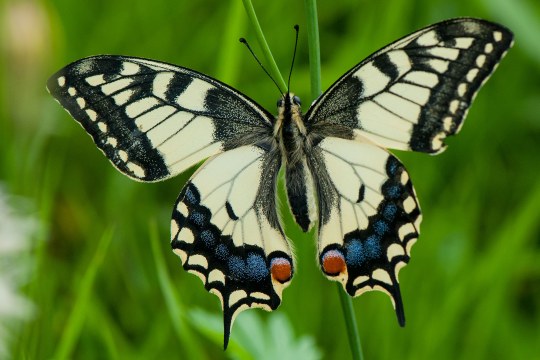 Das Bild zeigt den Schmetterling Schwalbenschwanz mit offenen Flügeln | © Ingo Zahlheimer