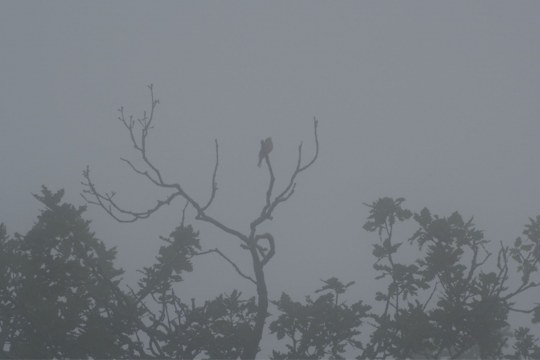 Singendes Ortolanmännchen im Nebel | © Marlis Heyer