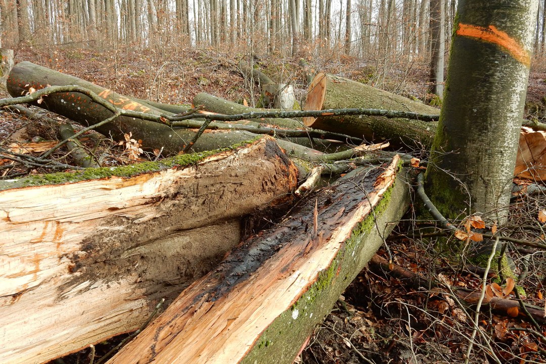 Holzeinschlag in Hirschberg | ©Christian Stierstorfer