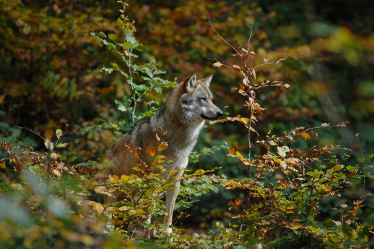 Wolf umgeben von Grün im Wald | © Henning Werth
