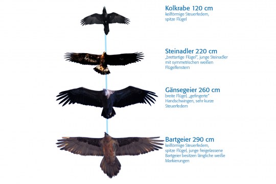 Unterscheidung der Silhouetten von Kolkrabe, Steinadler, Gänsegeier und Bartgeier | © LBV