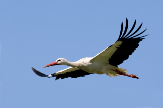 Weißstorch im Flug | © Frank Derer