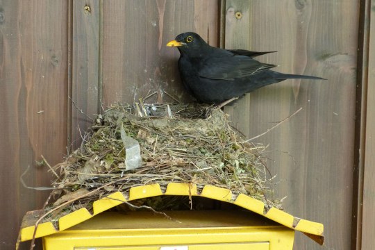 Amselnest auf einem gelben Briefkasten. Altvogel sitzt darauf, drei Schnäbel schauen aus dem Nest | © G. Winkler