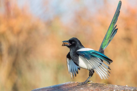Elster mit einer Nuss im Schnabel, aufragendem grün schimmernden Schwanz und halb ausgebreiteten Flügeln | © Ralph Sturm