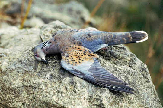 Tote Turteltaube liegt auf einem Stein | © Filip Wieckowiski (Birdlife Malta)