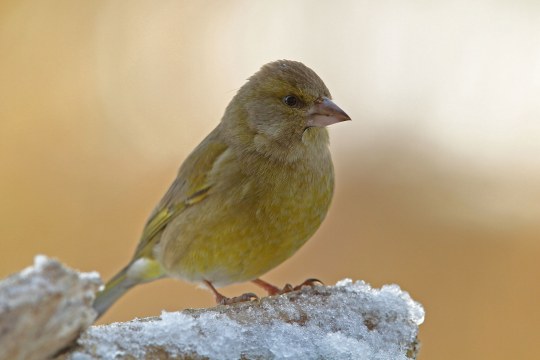 Grünfink auf vereistem Ast im Winter | © Dr. Christoph Moning