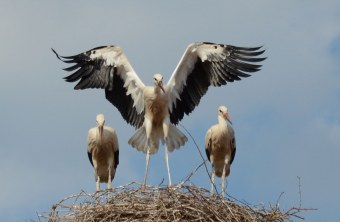Drei junge Weißstörche stehen im Nest, der mittlere mit ausgebreiteten Flügeln | © H. Seefried
