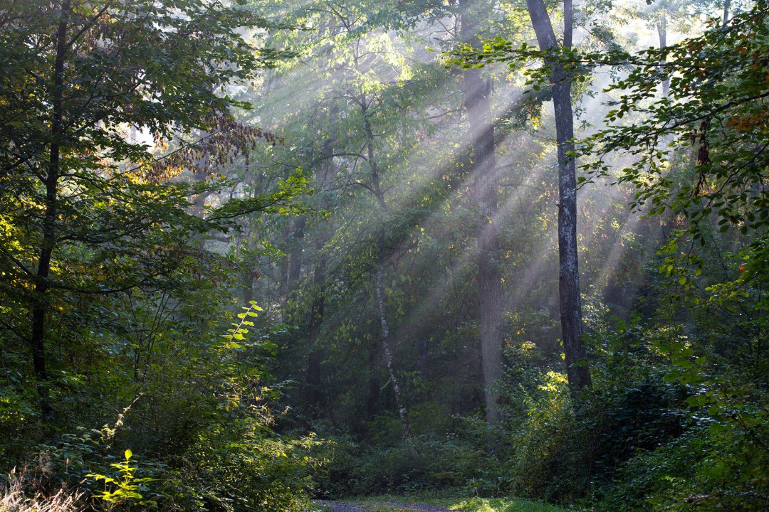 Sonnenstrahlen fallen durch die Bäume in einen Wald | © Frank Derer