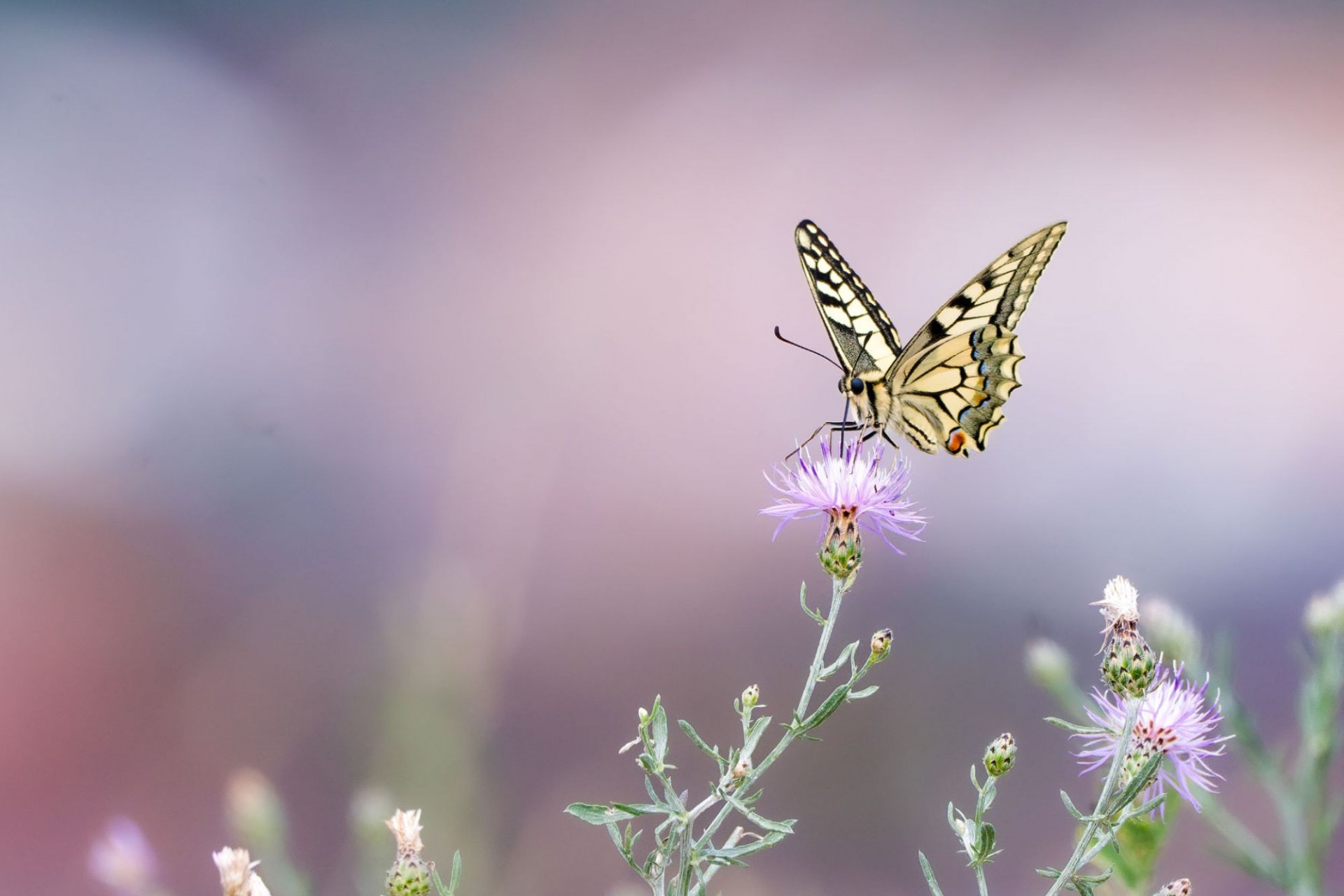 Schwalbenschwanz auf einer Blumenwiesen | © Nicole Friedrich