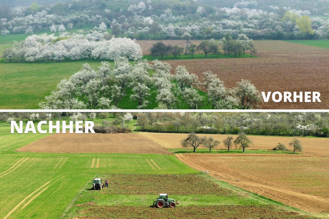 Streuobstwiese bei Schleifhausen vor und nach der Obstbaumfällung. Oben ist vorher mit vielen blütenreichen Bäumen, unten sieht man das nachher mit einem Acker und zwei Traktoren | © Helmut Schmitt