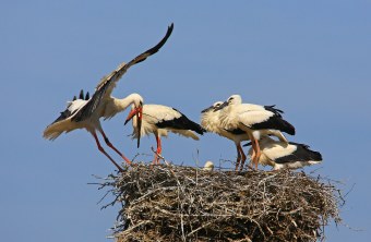 Weißstorch-Eltern mit vier fast flüggen Jungstörchen im Horst | © Hans Schönecker