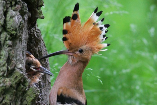 Wiedehopf mit Jungvogel im Baum, der Kamm ist aufgestellt | © Zdenek Tunka