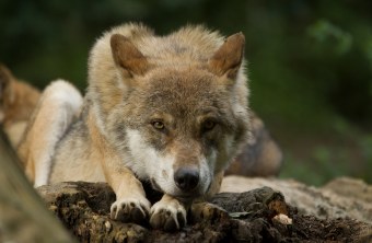 Wolf liegt auf einem Holzstamm, der Kopf auf seine Vorderpfoten gelegt | © Rosl Rößner
