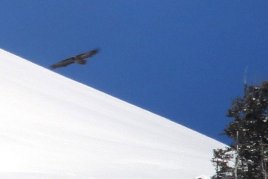 Bartgeier im Flug über Schneekuppe gerade noch erwischt | © Henning Werth