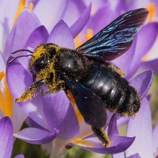 Blaue Holzbiene mit Blütenstaub auf dem Körper | © Stefan Hofmann