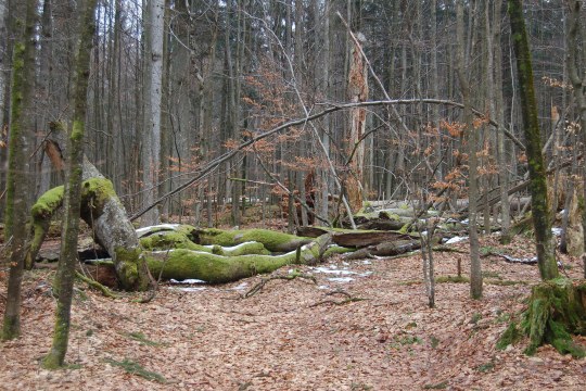 Totholz im Bayerischen Wald | © Dr. Andreas von Lindeiner