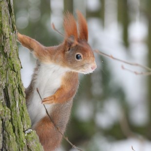 Rötliches Eichhörnchen klettert an einem Baum hoch | © Marion Weinert