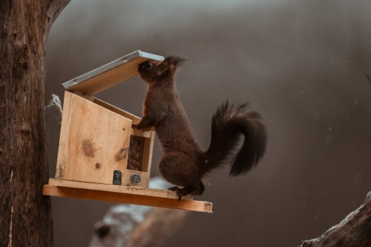 Eichhörnchen | © Nina Schütz