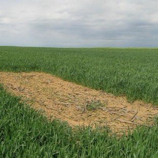 Lerchenfenster für Feldlerche auf einem Feld | © Alf Pille