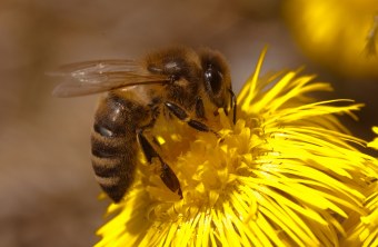 Eine Honigbiene auf einer gelben Blüte | © Andreas Hartl