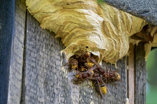 Hornissen bauen ihr Nest in einem Vogel-Nistkasten. Einige sitzen am Einflugloch und man sieht, wie sie oberhalb des Loches schon angefangen haben zu bauen | © Oliver Wittig