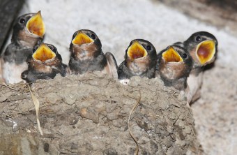 Sechs junge Rauchschwalben sitzen mit aufgerissenen Schnäbeln im Nest | © Ralph Sturm