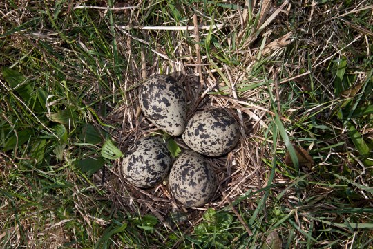 Vier grau-schwarz gesprenkelte Eier liegen in einer kleinen Mulde auf einer Wiese | © Marcus Bosch