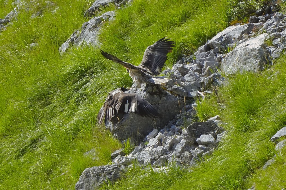 Nepomuk und Wiggerl |© Christian Steiger