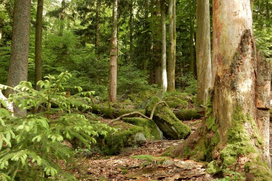 LBV-Naturwald Sauloch mit Totholz, Laub und jungen Bäumen | © Dr. Christian Stierstorfer