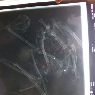 Röntgenbild eines toten Greifvogels mit Schrot im Körper | © Tierklinik Miltach