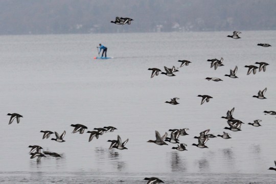 Wasservögel fliegen über das Wasser, dahinter ist ein Stand Up Paddler zu sehen | © Prof. Dr. Christian Haass