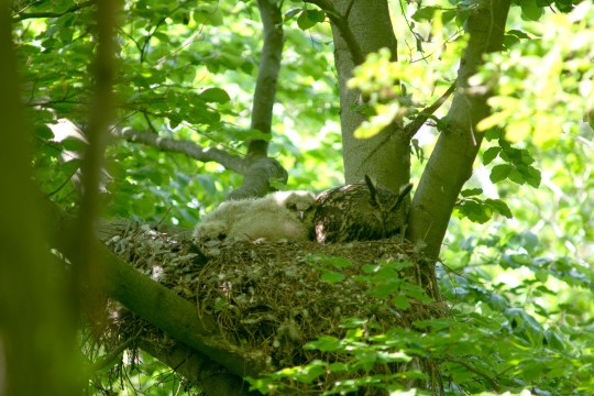Uhu mit Jungen im Nest | © Thomas Stephan